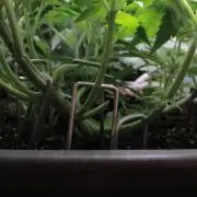 Fast Buds - Papayton