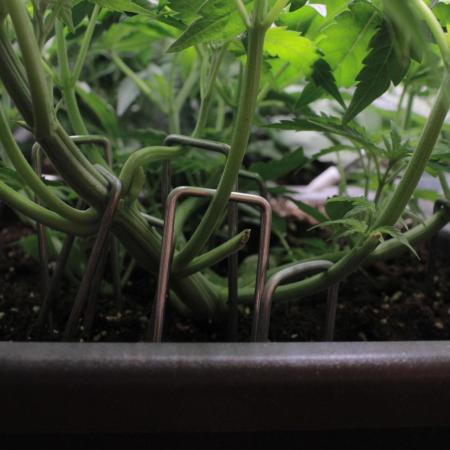 Fast Buds - Papayton