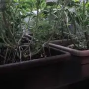 Fast Buds - Lemon Cherry Runtz