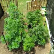 BLUE HAZE & GREEN CRACK advice & help 