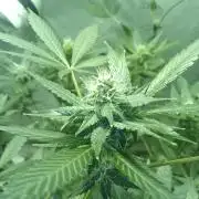 Black Muffin F1. Mainlining