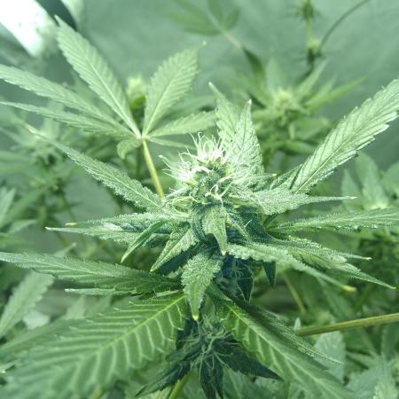 Black Muffin F1. Mainlining