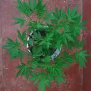 Black Muffin F1. Mainlining