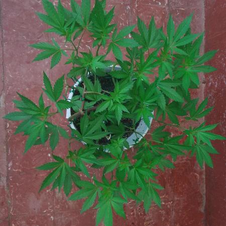 Black Muffin F1. Mainlining