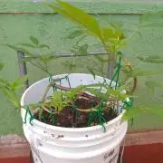 Black Muffin F1. Mainlining