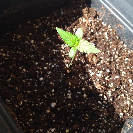 Tropical Tangie. Mainlining