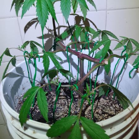 Black Muffin F1. Mainlining