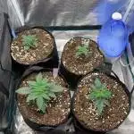 Bobby Botanicals 