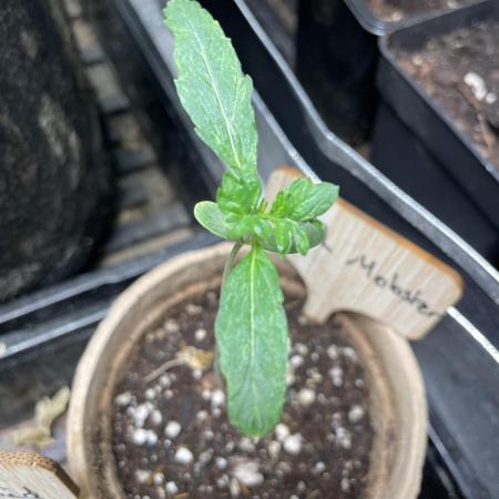 Laughing Hyena Seeds Tester Program