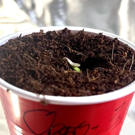 Glueberry & Oreoz reignition grow