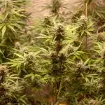 FastBuds 2025 - Mix Pack 2025