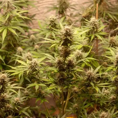 FastBuds 2025 - Mix Pack 2025