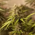 FastBuds 2025 - Mix Pack 2025