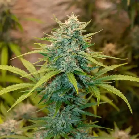 FastBuds 2025 - Mix Pack 2025