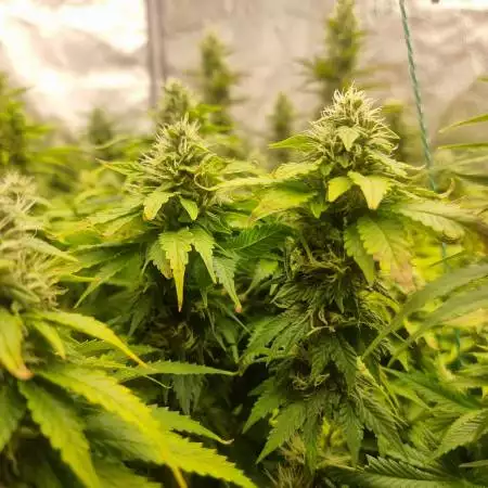 Blue Haze