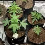 Crop King Autos