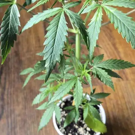 Auto Pablo Escobar. Divine Seeds Contest