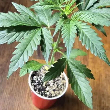 Black Opium Solo cup autoflower contest