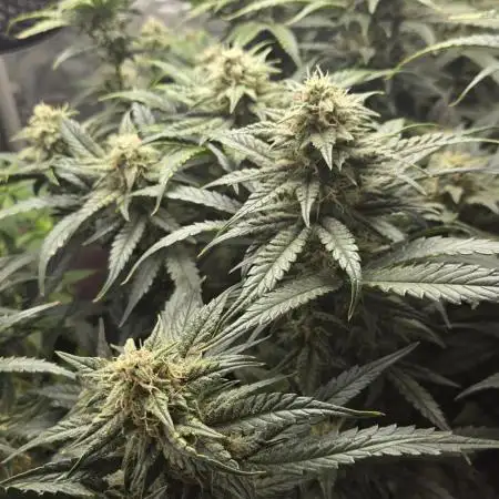 Sour Stomper X Double Grape