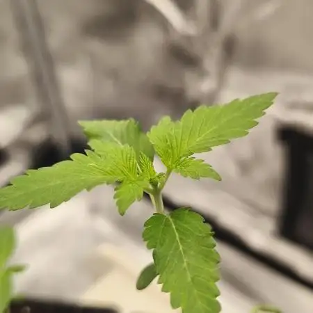 Strawberry pop rocks Anesia Seeds