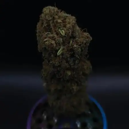 Gary Payton Barney's Farm