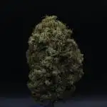 Gelato #44 RQS x TYSON