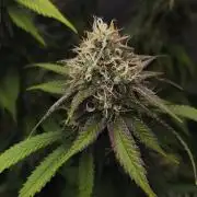 2X Strawberry pop rocks Anesia Seeds