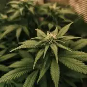 2X Strawberry pop rocks Anesia Seeds