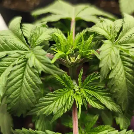 Strawberry pop rocks Anesia Seeds