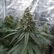 HELLA JELLY ROUND 2 WINS AGAIN DOM9TH