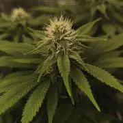 2X Strawberry pop rocks Anesia Seeds