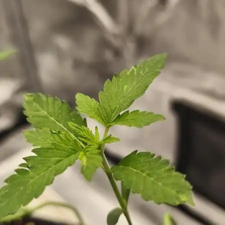 Blue Cookies  MSNL