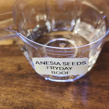 Fryday Boof Anesia Seeds