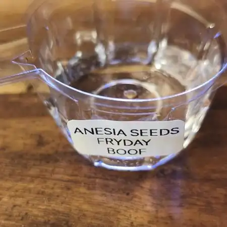 Fryday Boof Anesia Seeds