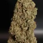 Punch Pie RQS X TYSON