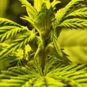 2X Strawberry pop rocks Anesia Seeds