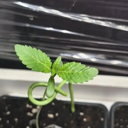 Fryday Boof Anesia Seeds