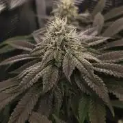 2x Fryday Boof Anesia Seeds