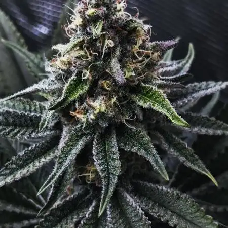 Jelly bean Cocktail  Right hemisphere genetics