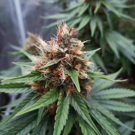 RS11 Kannabia seeds