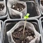 Strawberry pop rocks Anesia Seeds
