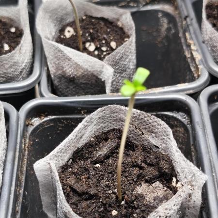 Strawberry pop rocks Anesia Seeds