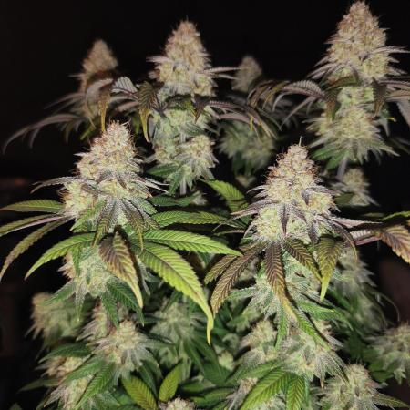 2X Permanent marker MSNL