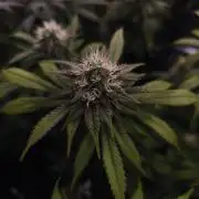 2X Strawberry pop rocks Anesia Seeds