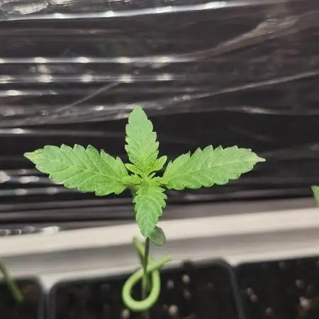 Blue Cookies  MSNL