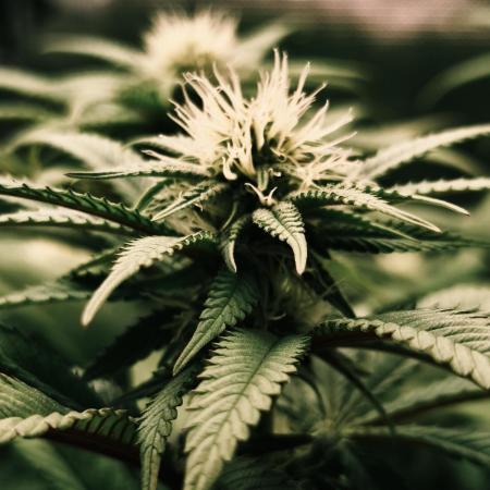 2X Permanent marker MSNL