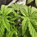 Permanent marker MSNL