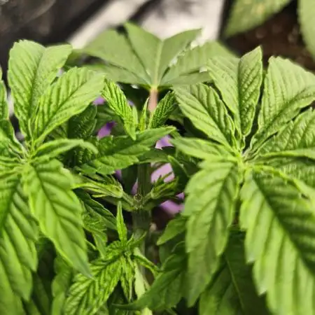 Permanent marker MSNL