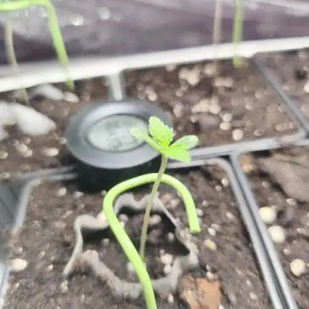 Fryday Boof Anesia Seeds