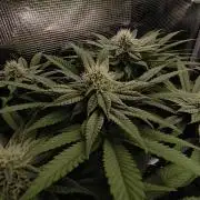 2x Fryday Boof Anesia Seeds